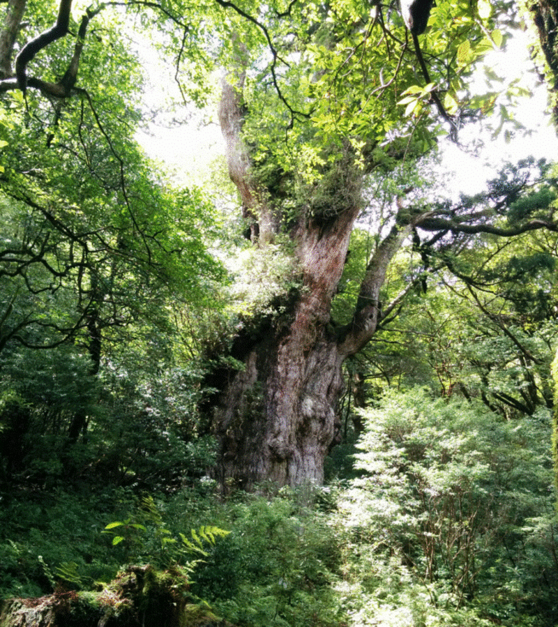 ありがとう39ツアー【3連休にどうですか？推定樹齢7000年超えの縄文杉