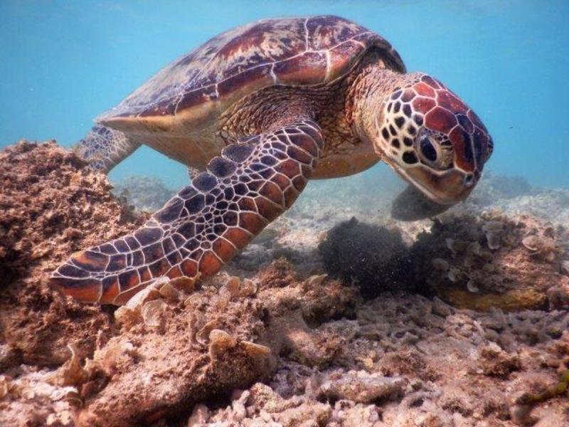 39ツアー【慶良間諸島①：渡嘉敷島でのご宿泊は民宿39で464939