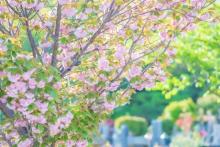 【今月のFP情報コラム】考えておきたい「お墓を建てる」ということ（2025年6月）