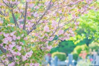 【今月のFP情報コラム】考えておきたい「お墓を建てる」ということ（2025年6月）