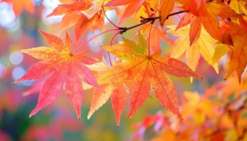 家族口座プログラム開始 ＜月次レポート2025年11月より＞