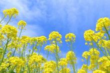 第22期ありがとうファンド半期運用報告（2025年8月末～2026年2月末）