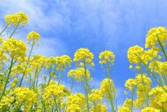 第22期ありがとうファンド半期運用報告（2025年8月末～2026年2月末）