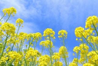 第22期ありがとうファンド半期運用報告（2025年8月末～2026年2月末）