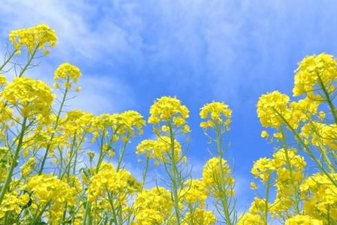 第22期ありがとうファンド半期運用報告（2025年8月末～2026年2月末）